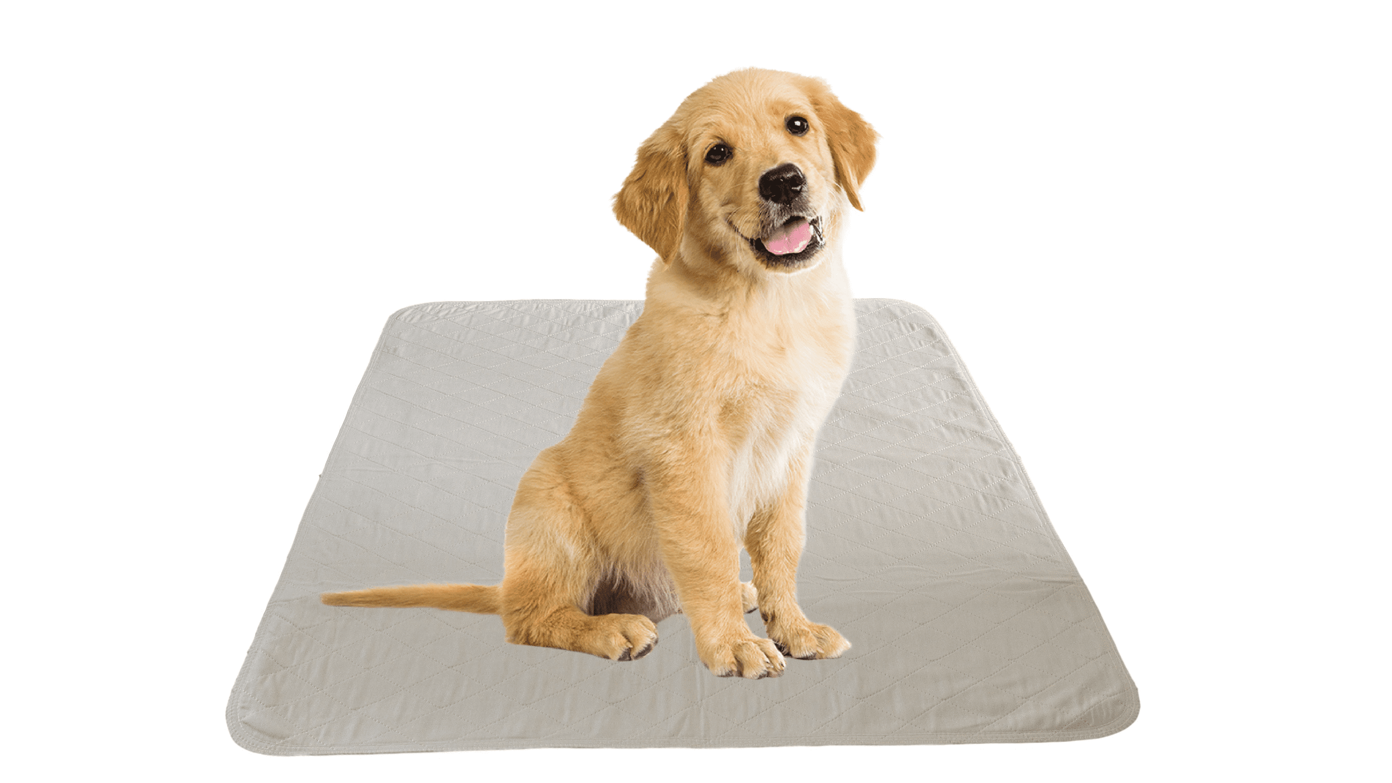 dog pee at home