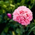 thumbnail image 5 of 300 Seeds Organic ROSE PEONY POPPY Pink Papaver Peoniflorum Flower Seeds, 5 of 6