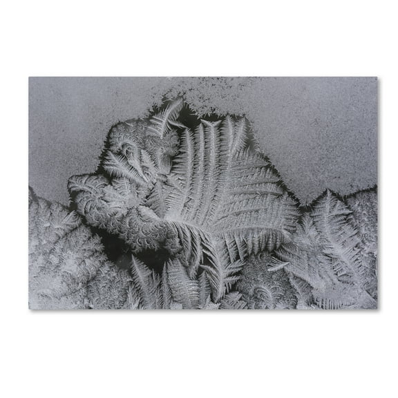 Trademark Fine Art 'Frost on my Window' Canvas Art by Kurt Shaffer