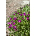 thumbnail image 4 of Purple Ice Plant Delosperma cooperi- Succulent Ground Cover, Drought-Tolerant, Full Sun, Low Water, Pollinator Attracting, Container-Friendly, Pet Safe 2 Gallon, 4 of 18