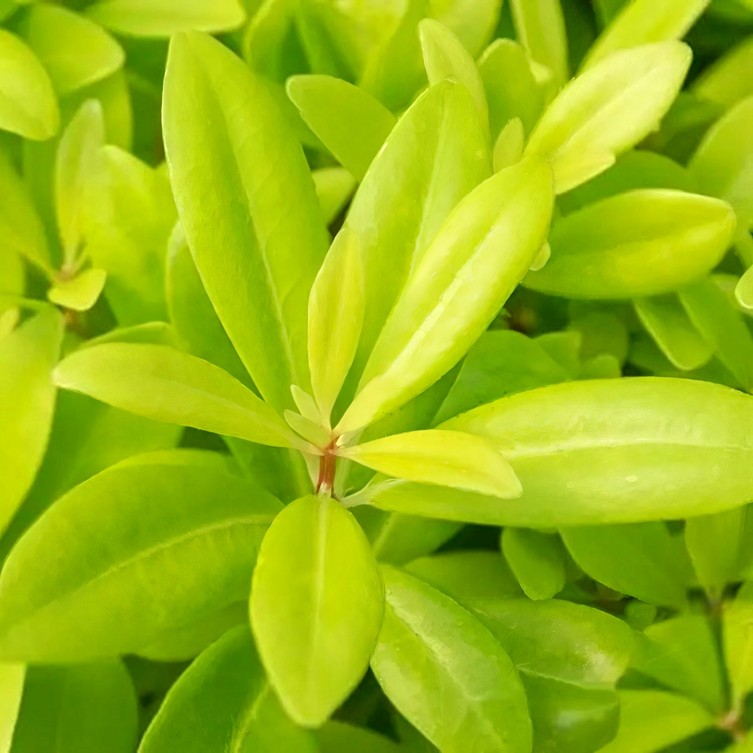 National Plant Network 3 gal. Illicium Florida Sunshine
