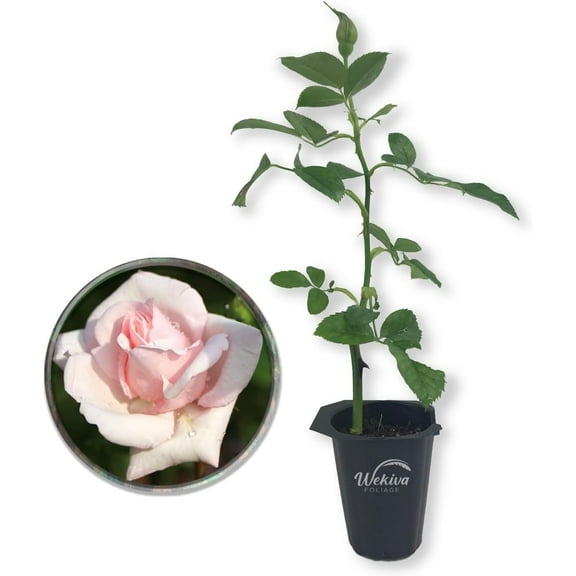 New Dawn Rose Bush - Live Starter Plant in a 2 Inch Pot - Beautiful Roses from Florida - A Timeless Classic Ornamental Rose