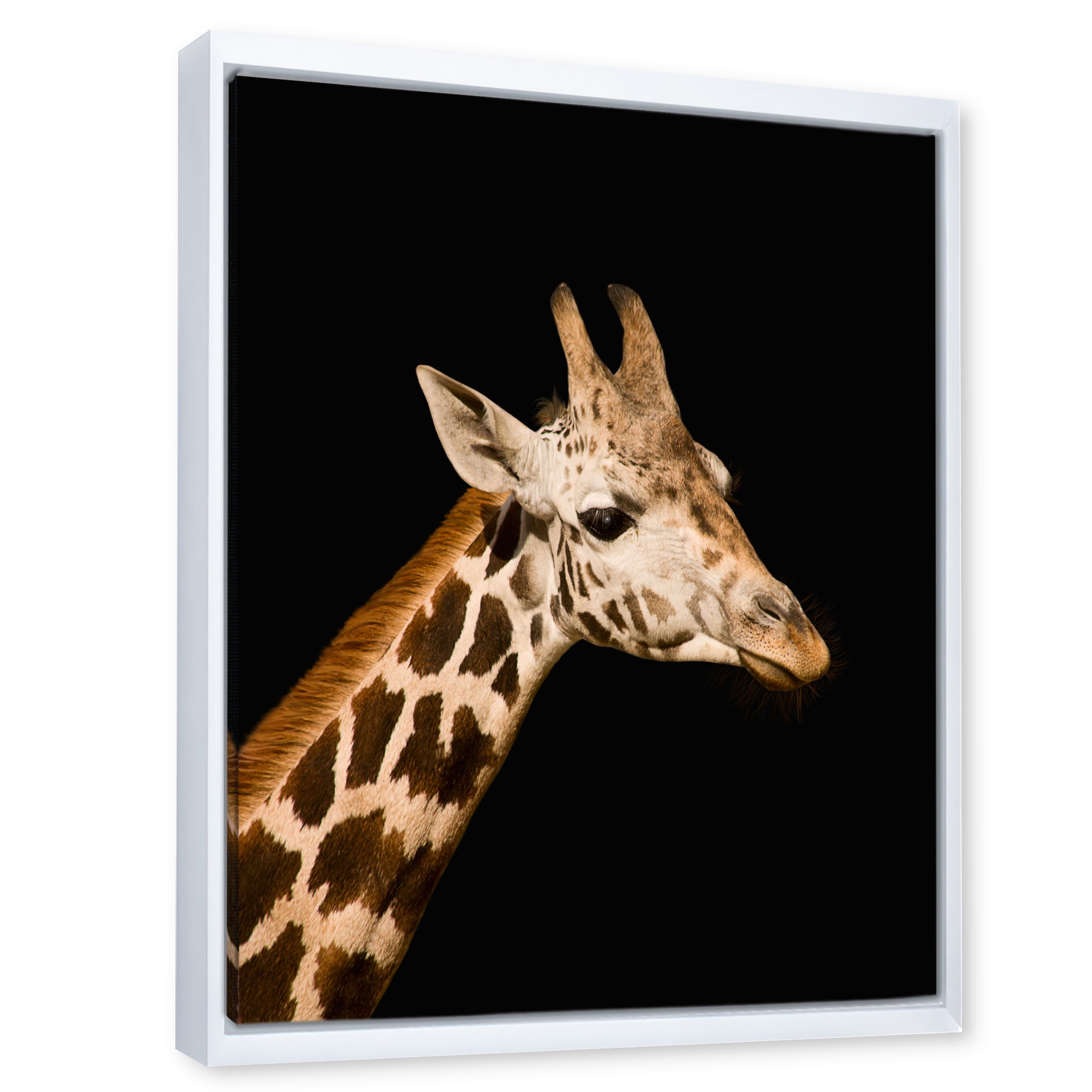 Designart 'Close Up Portrait Of A Giraffe On Black IV' Farmhouse Framed Canvas Wall Art Print