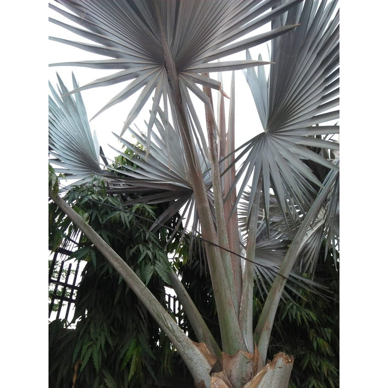 5 SILVER SAW PALMETTO Serenoa Repens American Dwarf Palm 5 SILVER SAW PALMETTO Serenoa Repens American Dwarf Palm