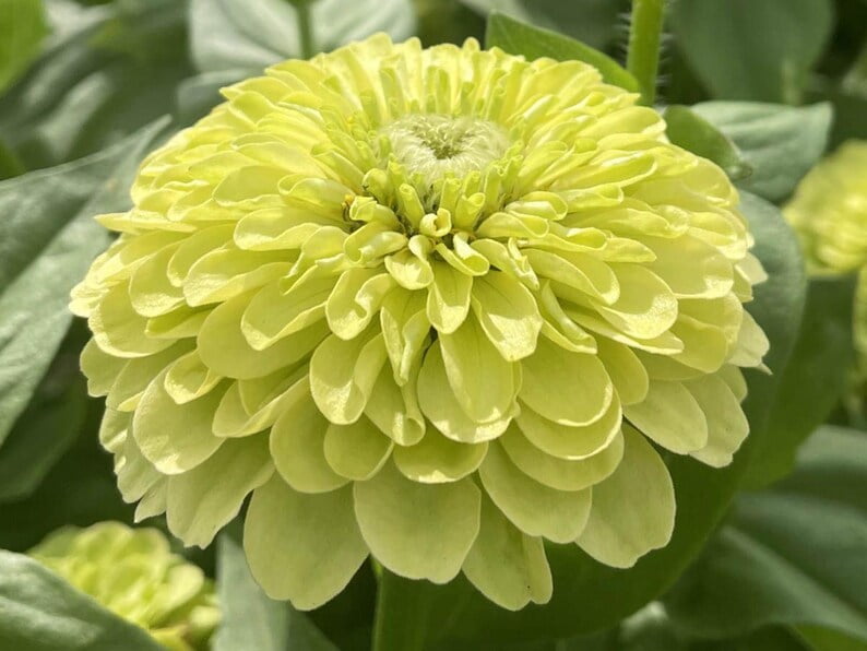 30 Zinnia Seeds -, Open-Pollinated Flower Seeds Mix for Planting
