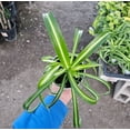 thumbnail image 2 of Bonnie Curly Spider Plant, Curly Spider Plant Live Indoor Houseplant 2 Inches Potted, 2 of 8
