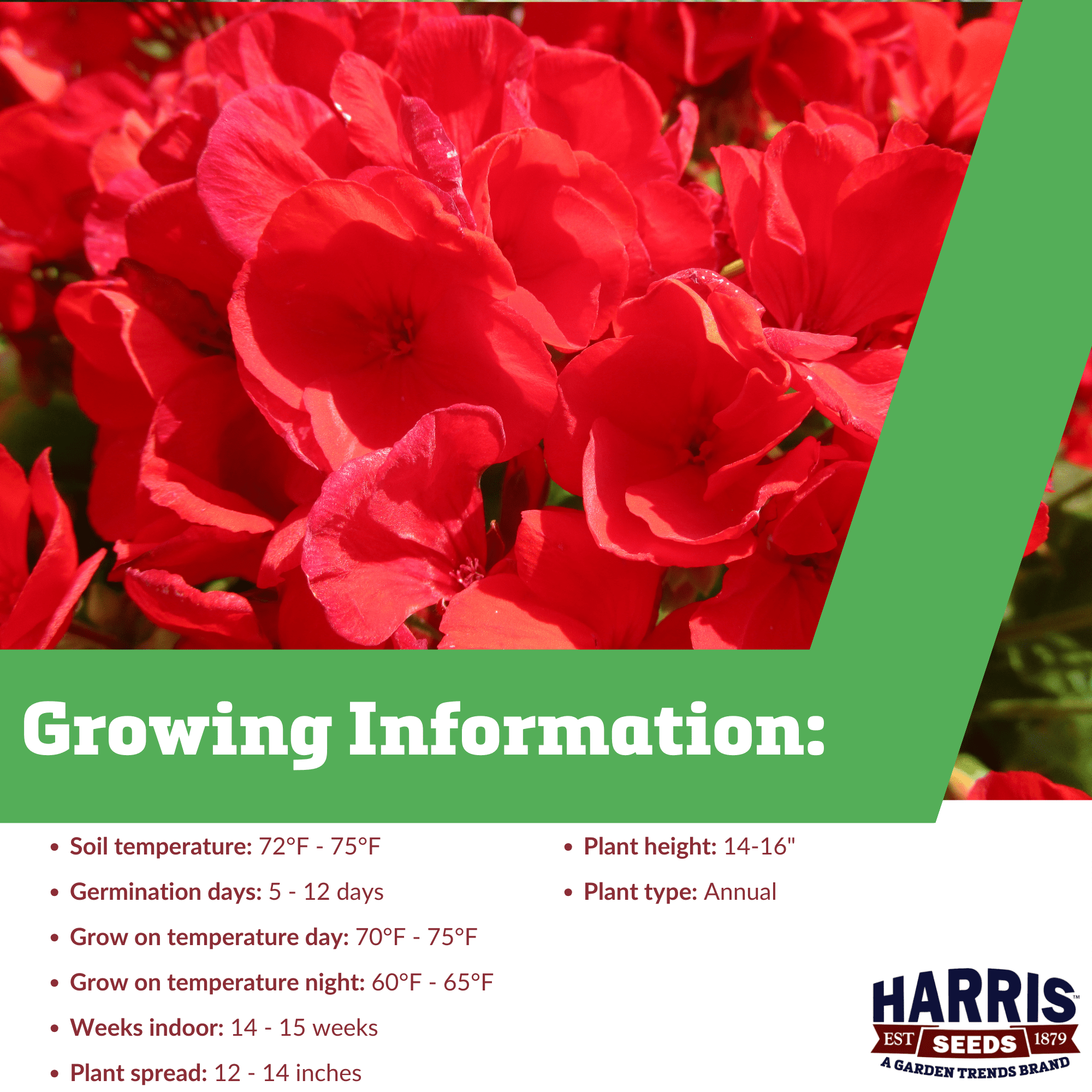 Harris Seeds Geranium Maverick Red F1 Flower, Uniform Blooms, Annual Flower Type, 100 Count
