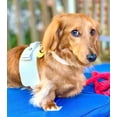 thumbnail image 6 of PoisePup Pet Dog Harness - Hot Marine, 6 of 10