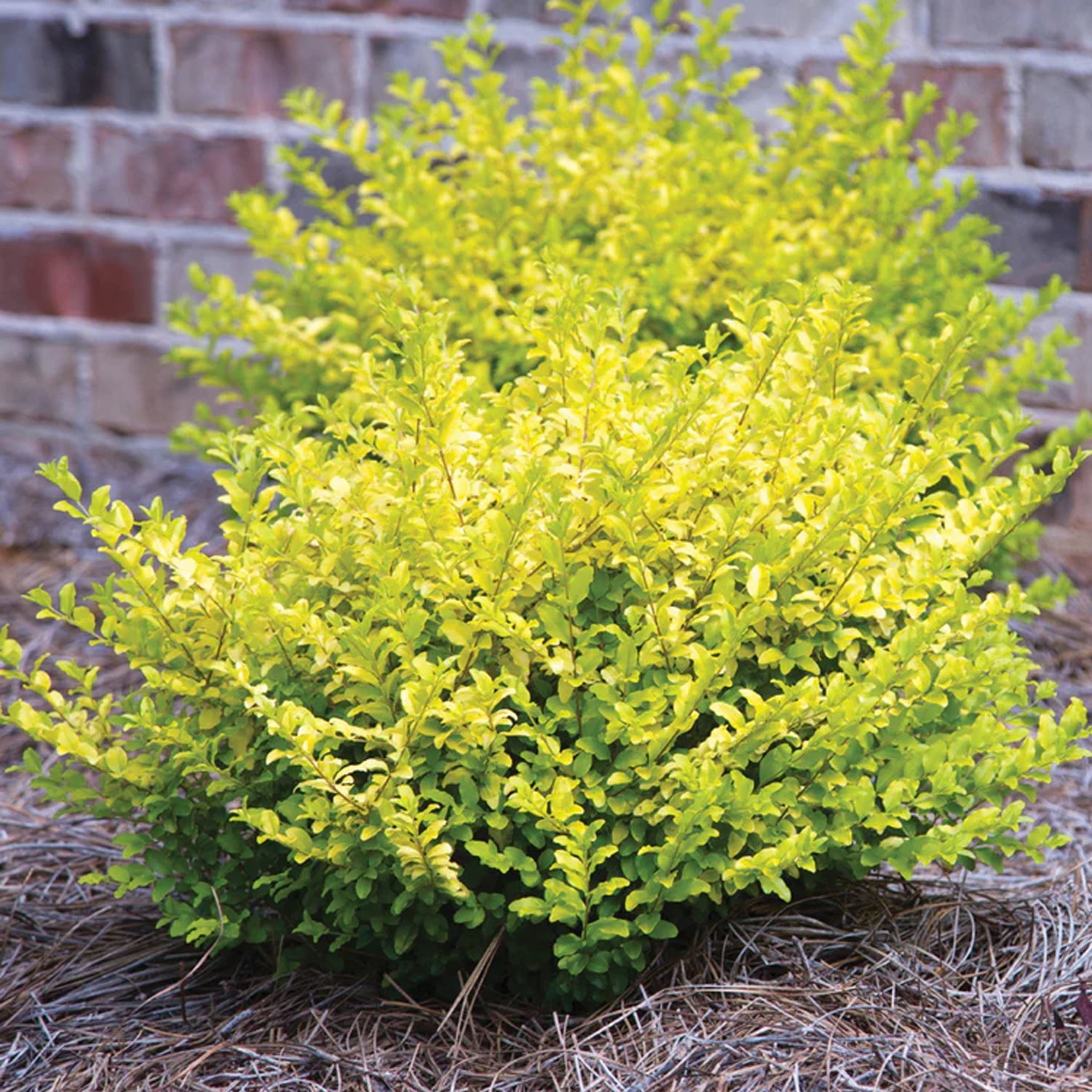 Southern Living Sunshine Ligustrum Live Shrub in 3- Gallon Grower Pot