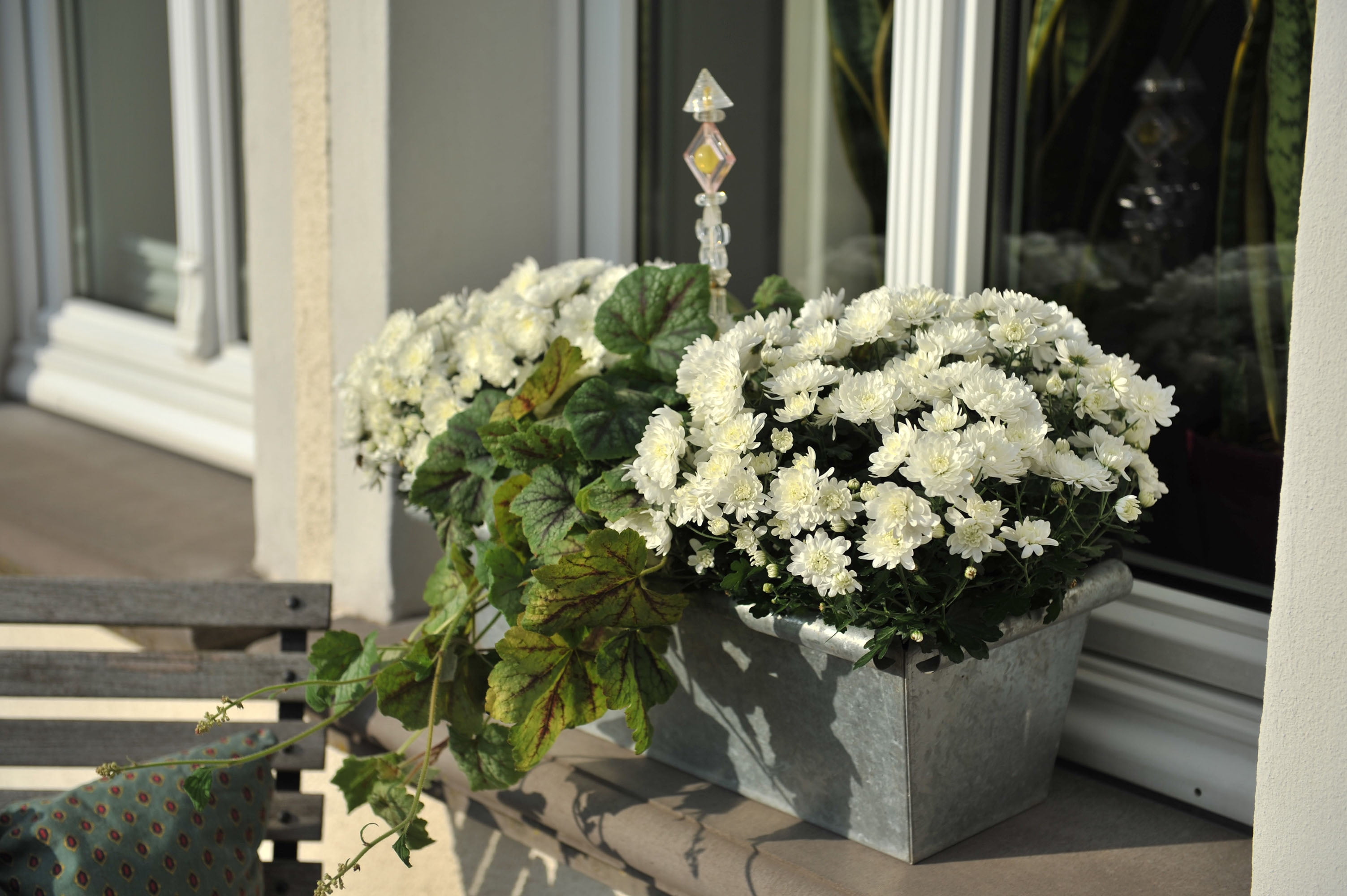 Expert Gardener 3QT White Mum Live Plant in a Grower Pot