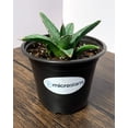 thumbnail image 6 of MicroStarts Live King Ferdinand Agave Succulent Plant in 4 inch pot, 6 of 7