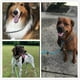thumbnail image 4 of Benepaw Durable Slip Rope Dog Leash Collar 2 In 1 Adjustable Loop Collar Comfortable Small Meidum Large Pet Harness Leash ShopWise Round, 4 of 10