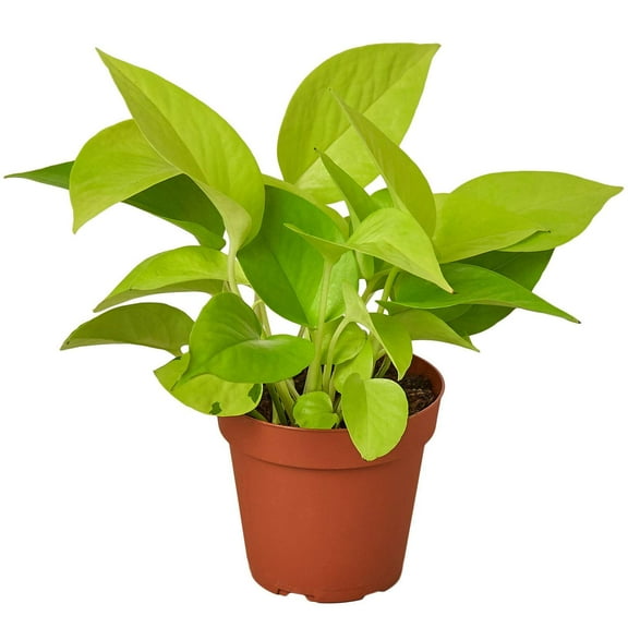 Pothos Neon Live Plant for Indoor | Different Houseplants in 4'' & 6'' Pot | Real House Plant for Living Room, Office, Desk & Bathroom | Neon Pothos | Epipremnum pinnatum