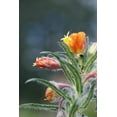 thumbnail image 2 of 10 SUNSET BOULEVARD PRIMROSE Orange Evening Blvd Oenothera Versicol Flower Seeds, 2 of 5