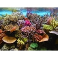 thumbnail image 2 of Corals Aquarium Wall Mural by Wallmonkeys Peel and Stick Graphic (36 in W x 27 in H) WM18341, 2 of 4