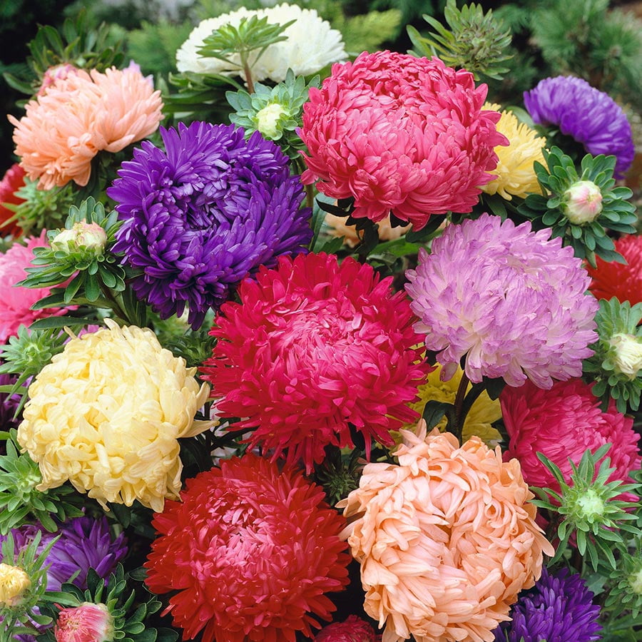 Aster Seeds (Peony Duchess) Mix 1/4 Pound, Mixed, Flower Seeds