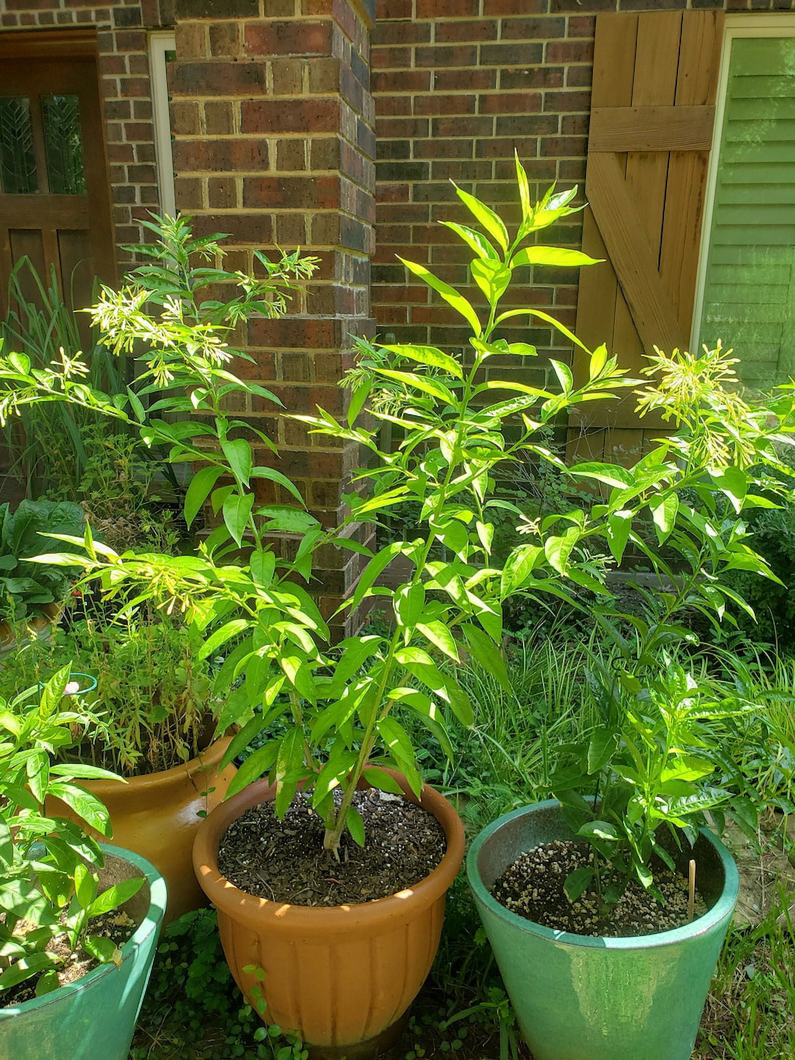 3 Fragrant Night Blooming Jasmine in 4 inch pots
