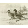 thumbnail image 2 of Allan Brooks 14x12 Gold Ornate Wood Frame and Double Matted Museum Art Print Titled - Freckled Duck (1922-1926), 2 of 4