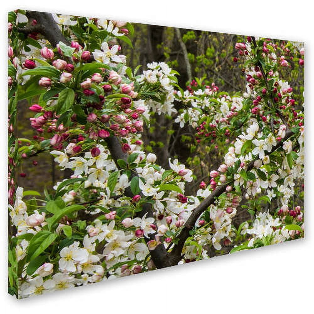Trademark Fine Art "Apple blossoms II" Canvas Art by Kurt Shaffer