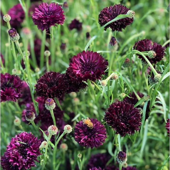 TomorrowSeeds - Black Ball Bachelor Button Seeds - 1000 Count - For 2026 Planting Centaurea Cyanus