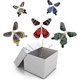 thumbnail image 1 of Magic Flying Butterfly Wind Up Toys For Card, Gag Gifts For Kids Great Surprise Colorful Butterfly In Book Greeting Card Books For Wedding Party (10 P, 1 of 5