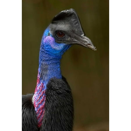  Dwarf Cassowary  portrait native to New Guinea Poster Print by San Diego Zoo Walmart com