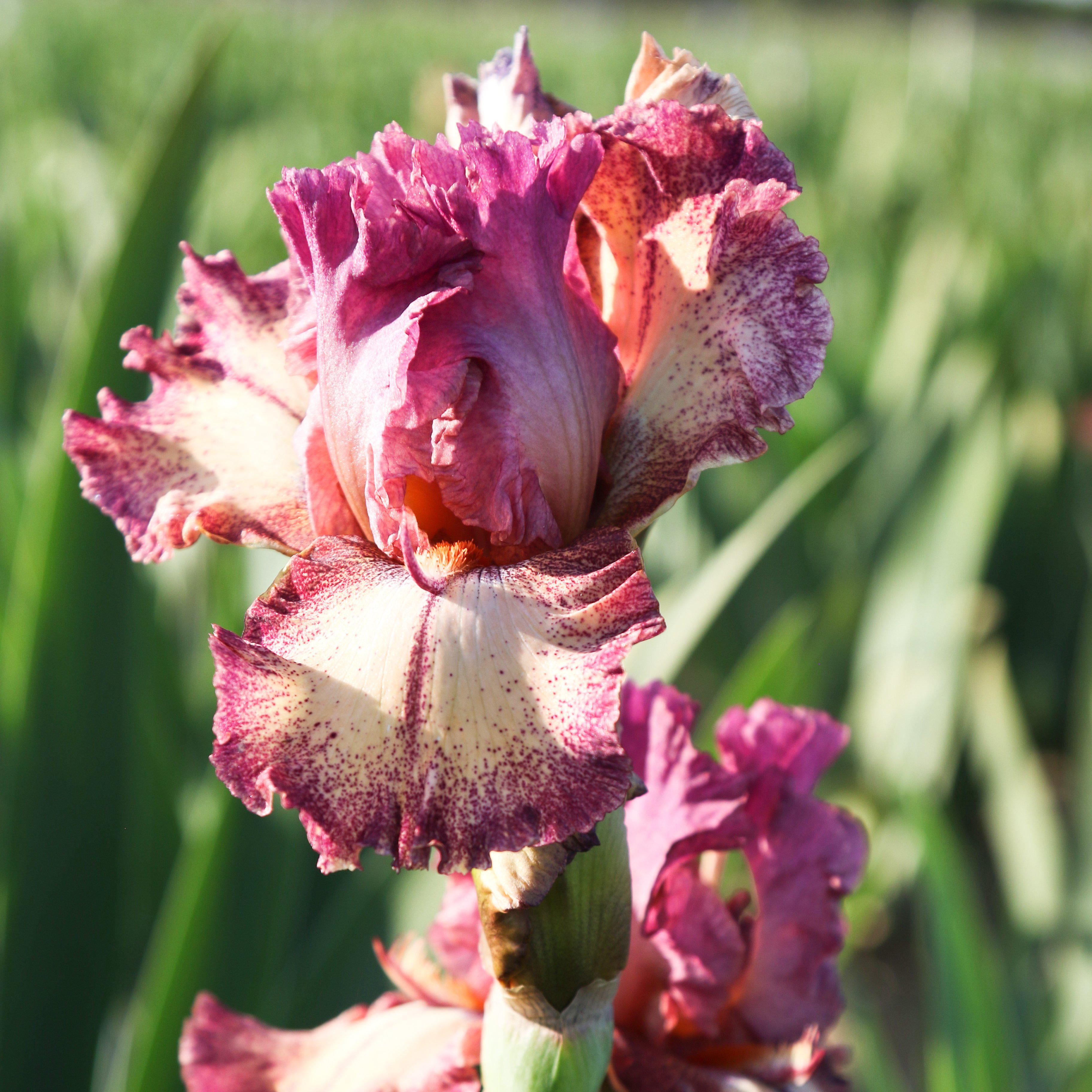 2 Reblooming Bearded Iris Bulbs Perennial Flower Bonsai Pink Resistant Plant Hot