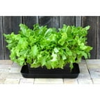 UrBin Grower - Self-Watering Container System