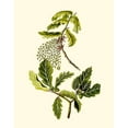 thumbnail image 3 of Unknown 20x24 Black Modern Framed Museum Art Print Titled - Olive Greenery III, 3 of 5