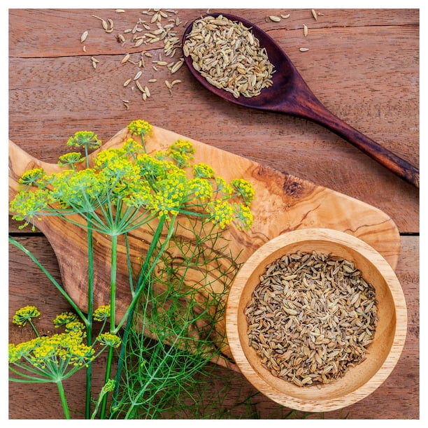 Everwilde Farms Florence Fennel Herb Plant Seeds - Walmart Business Supplies