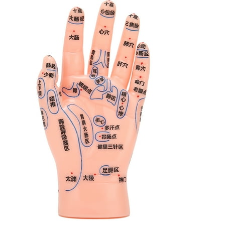 Sonew Hand Acupuncture Model,Left Hand Acupuncture Point Model Hand ...