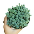 thumbnail image 6 of Sedum Major Succulent (6"+ Minimalist Pot) - Corsican Stonecrop - Blue Tears Sedum - Live, Healthy Succulent for Home Office - Tiny, Lovely, Easy to Care Succulent for Beginners, 6 of 9