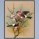 thumbnail image 3 of Pintura al óleo de pájaros y flores DIY por números, imágenes de dibujo, arte de decoración de la habitación del hogar, 3 of 9