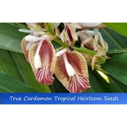 Tropical Seeds - True cardamom -20 Seeds -Good Container Tropical - Spice Source -Rare Orchid Like Blossoms - Elettaria cardamomum