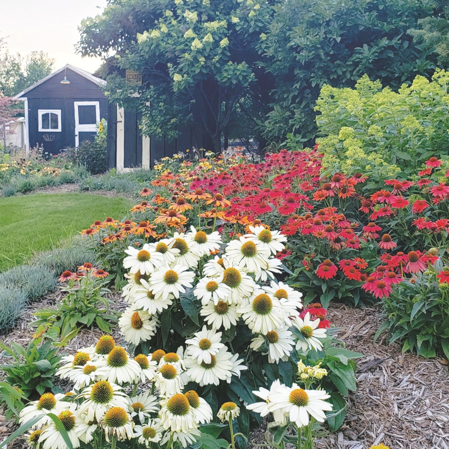 Proven Winners 6" Color Coded 'The Price is White' Coneflower Live Plant in 6.5" Pot