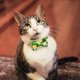 thumbnail image 4 of Labymos Nuevo estilo Irlanda Festival El gato, 4 of 6