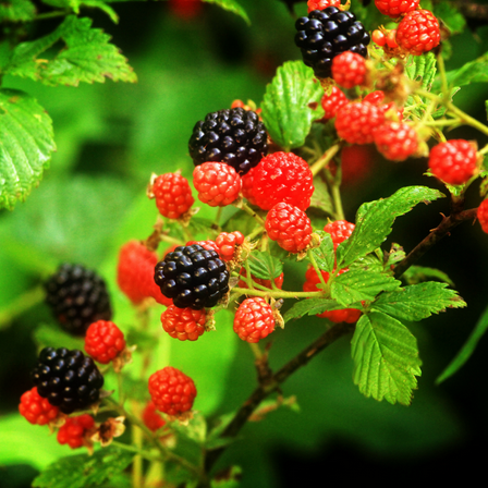 Navaho Blackberry Plant Live, Blackberry Bush 4'' Tall, Outdoor Gardening