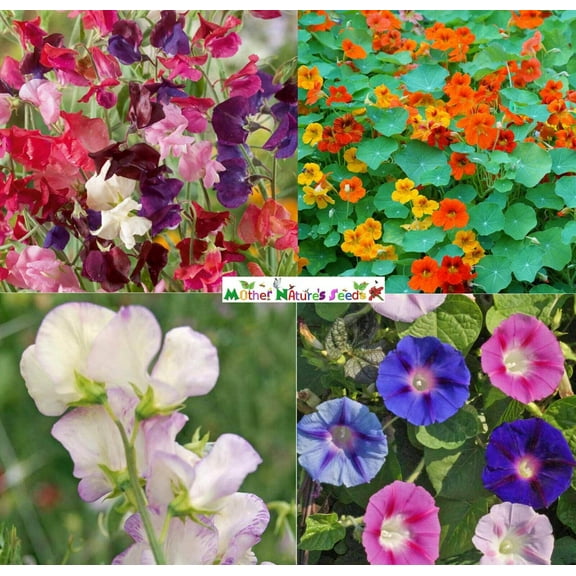 CLIMBERS DELUXE Mix 50 Seeds 50 Seeds - Mother Nature's Seeds - Wildflower Seeds - Flower Seeds for Planting - Non-GMO
