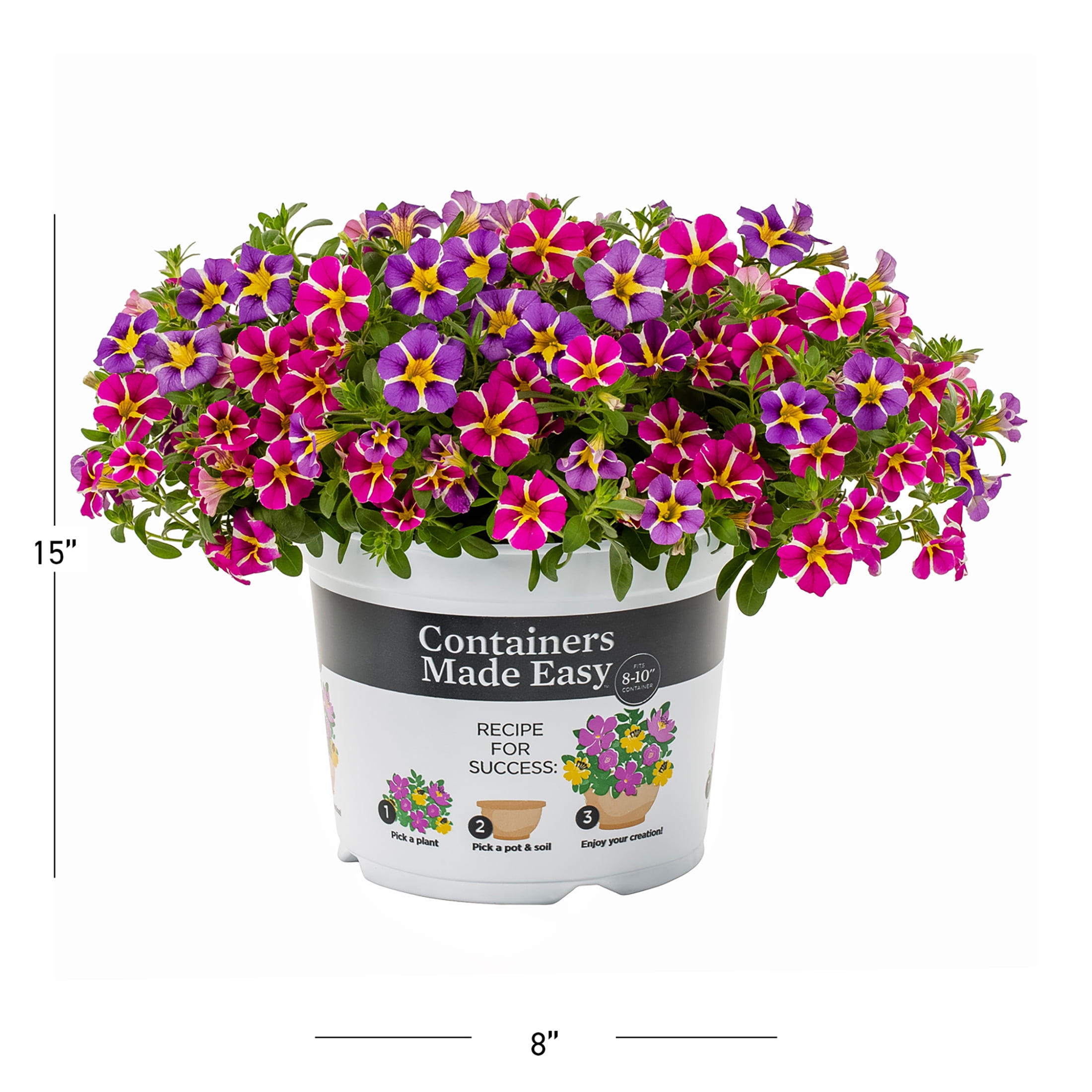 Containers Made Easy Better Homes & Gardens 3QT Pink Purple Calibrachoa Live Annual Plant Sun 2-Pack