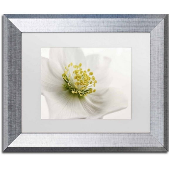 Trademark Fine Art 'White Helleborus' Canvas Art by Cora Niele, White Matte, Silver Frame