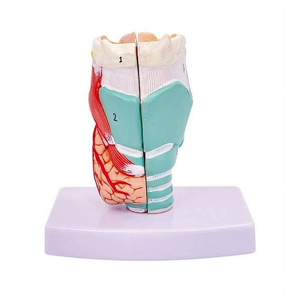 Human Throat Model, Anatomically Accurate Throat Model, Anatomy Classroom Learning Display Teaching Medical-Model
