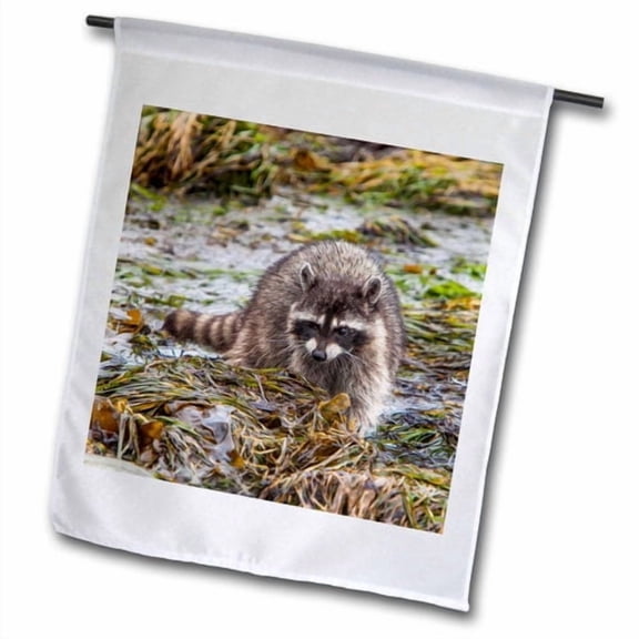 3dRose, Foraging Raccoon at Low Tide Pools, Crescent Beach, Washington, 18 x 27 inch Garden Flag