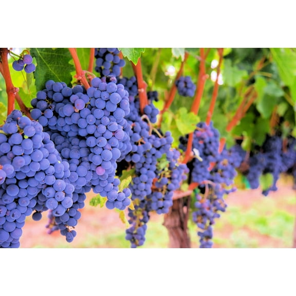 Love Vine Seeds (100 Seeds) - Produces Delicious Edible Grapes