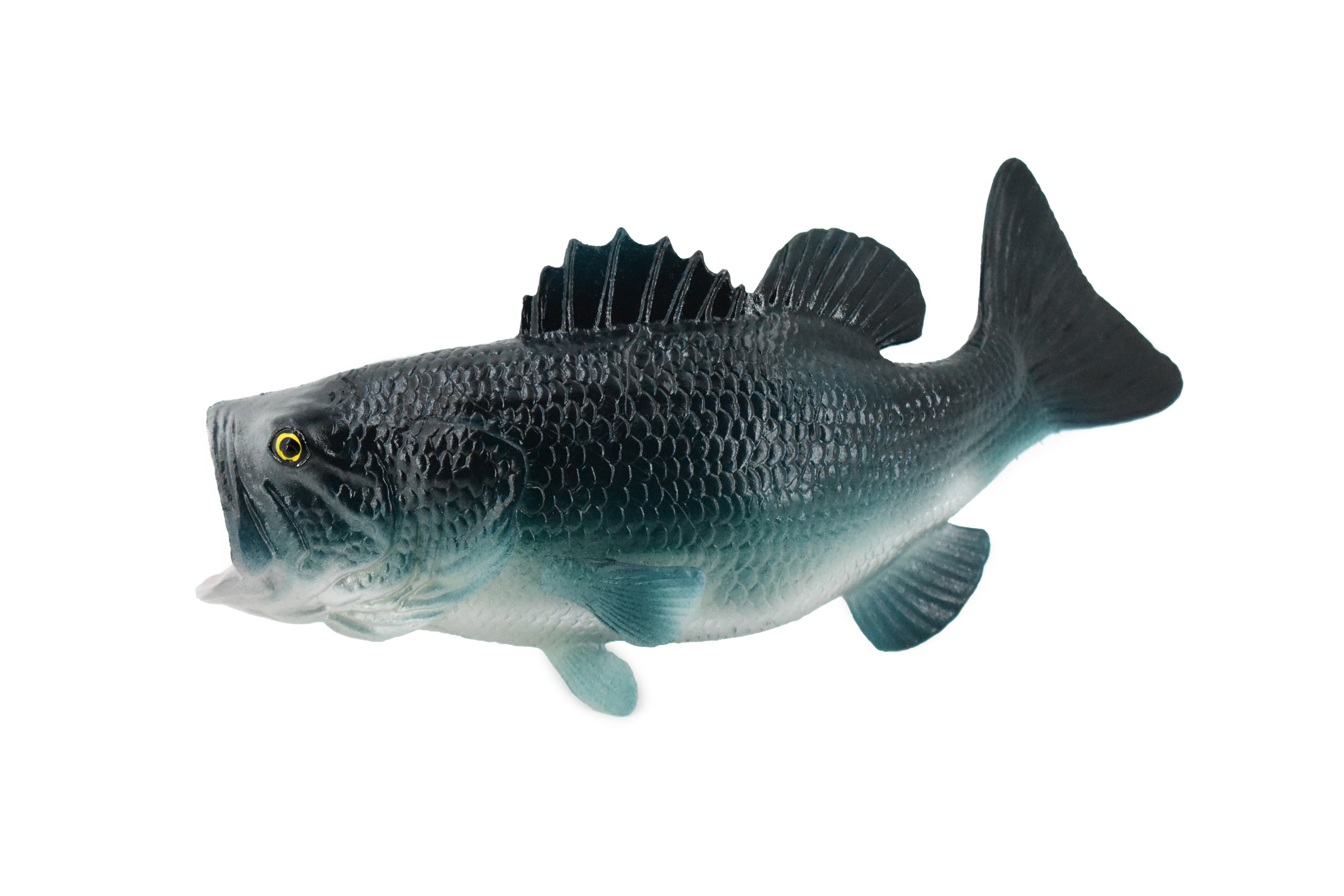 Largemouth Bass Fishing Fish - Magnet - Car Fridge Locker - Select Size :  : Home