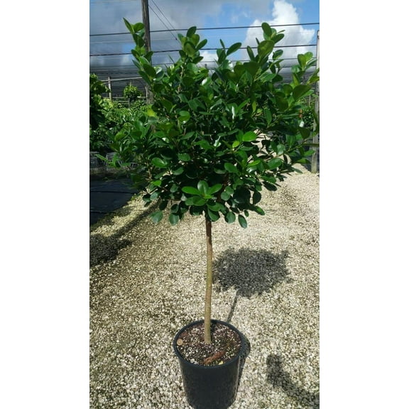 Moclame Ficus–Evergreen–Air Purifying Plant  10" Pot
