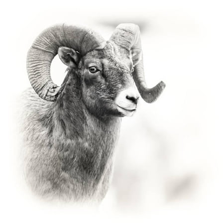 Bighorn Wyoming - Shoshone NF, Wyoming. Black and White Photo of a Big Horn Sheep Print Wall Art By Janet Muir