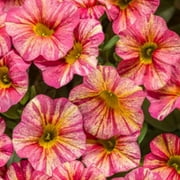 Proven Winners 9" Multi-color Calibrachoa Live Plants Pot (3 Count)