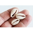 thumbnail image 4 of 100 Select Center Cut Ringtop Cowrie Shells (1/2 -1" / 12-25 mm) Beach Crafts Ocean Jewelry Nautical Decor, 4 of 4