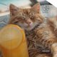 thumbnail image 3 of Fotbe Relaxing Cat With Orange Juice Gorro Clásico de Béisbol, Gorra Ajustable con Broche Snapback, Gorro de Exterior de Algodón Suave, 3 of 6