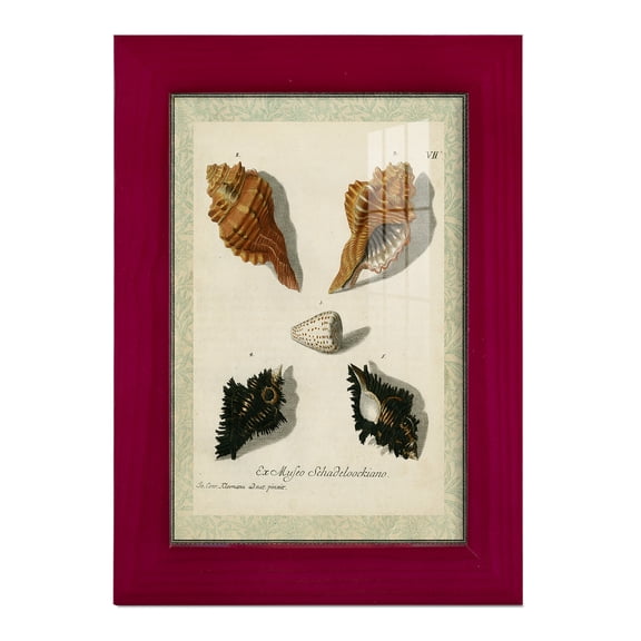 Bookplate Shells I - Framed Print w/glass - Cherry Red